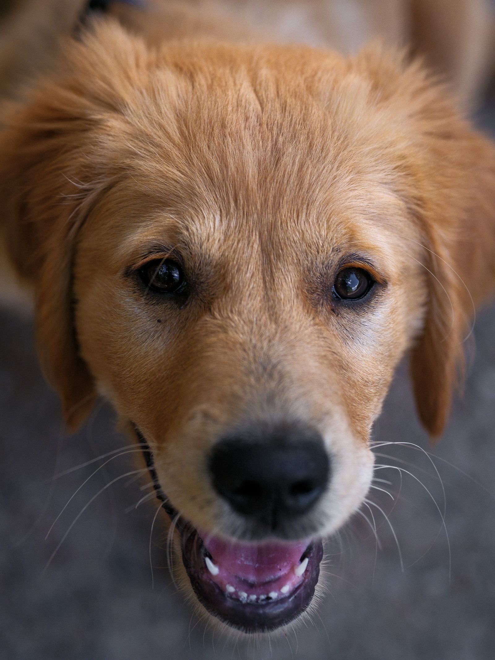 A playful puppy resting on a yoga mat